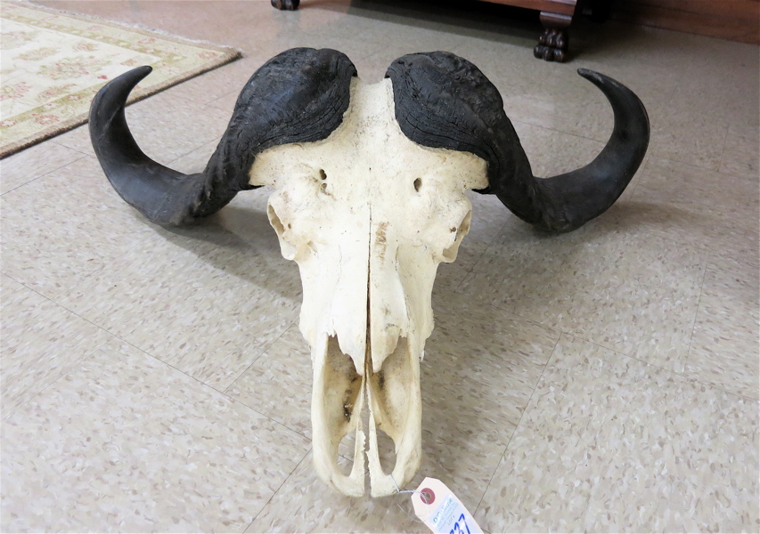 Appraisal: AFRICAN CAPE BUFFALO SKULL AND HORNS syncerus caffer from Zimbabwe