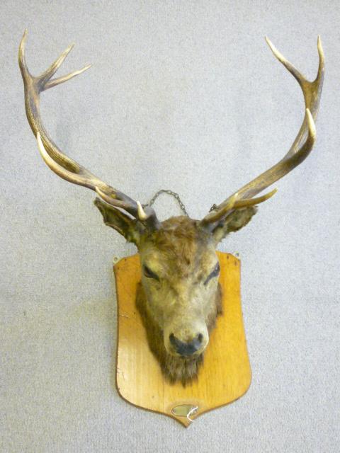 Appraisal: A PRESERVED AND MOUNTED ROYAL STAG with twelve point antlers