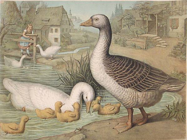 Appraisal: A group of unframed prints of animals Depicting ducks chickens