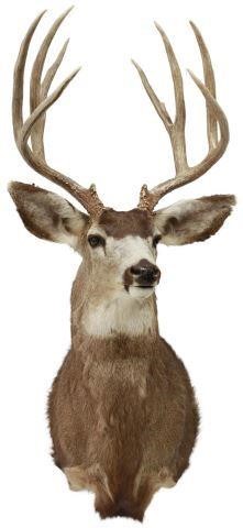 Appraisal: Taxidermy Mule deer shoulder mount point antlers approx h w