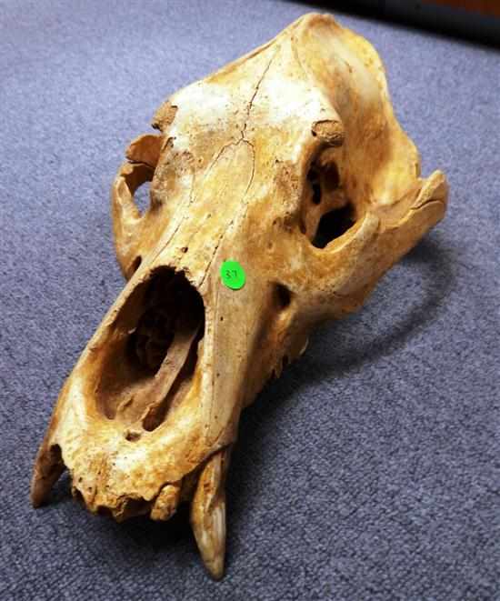 Appraisal: FOSSIL CAVE BEAR SKULL Romania A large skull of a