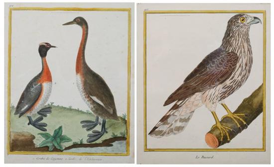 Appraisal: AFTER FRANCOIS NICOLAS MARTINET French - NINE ORNITHOLOGICAL PRINTS from