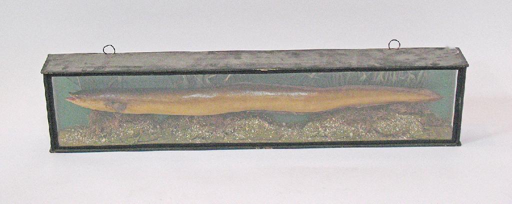 Appraisal: TAXIDERMY A PRESERVED EEL in glass case the eel naturalistically