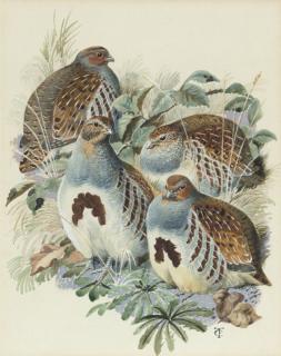 Appraisal: Charles Frederick Tunnicliffe - Partridges signed CFT lower right watercolor