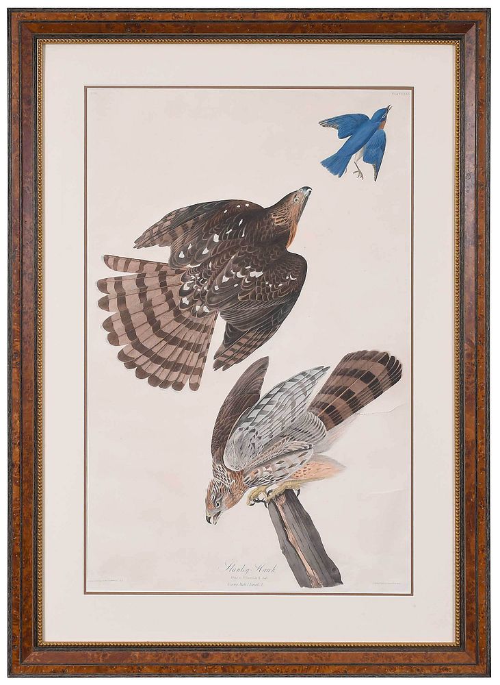 Appraisal: John James Audubon New York - Stanley Hawk Plate XXXVI