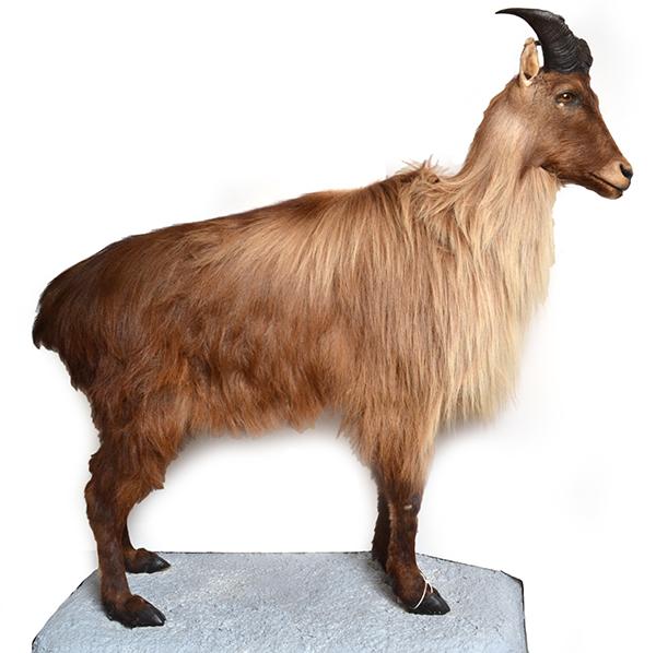 Appraisal: A TAXIDERMIED MOUNTAIN GOAT the standing animal mounted on a