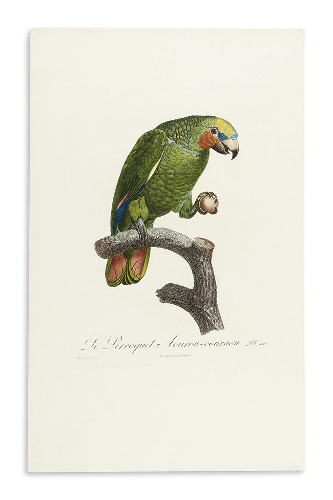 Appraisal: BARRABAND JACQUES Le Perroquet Aourou-Couraou Pl Color-printed stipple engraving finished