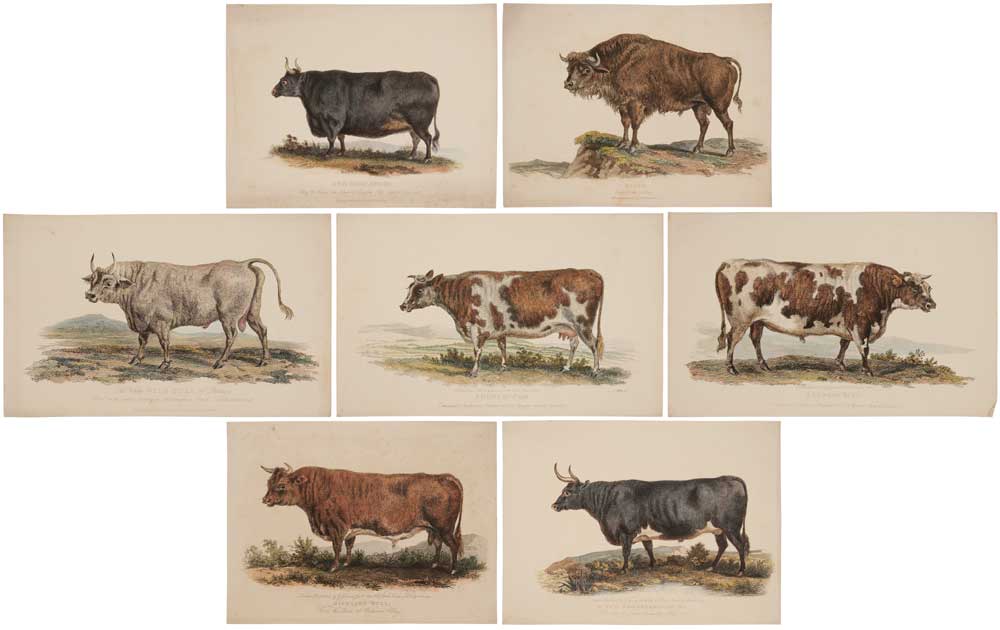 Appraisal: George Garrard British - Seven bovine prints from A Description