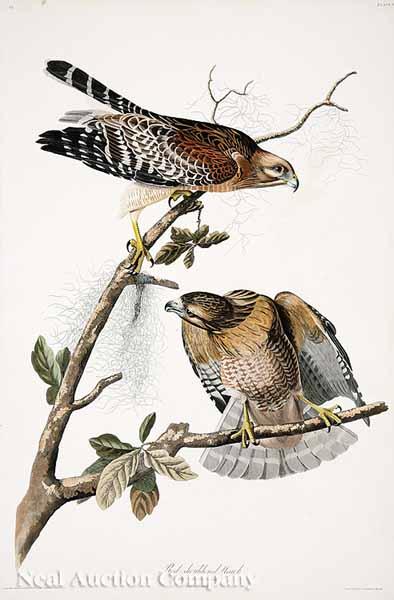 Appraisal: After John James Audubon American - Red-shouldered Hawk No Plate