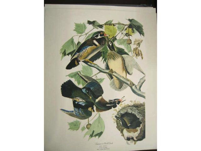 Appraisal: The Audubon Folio Book Print Set