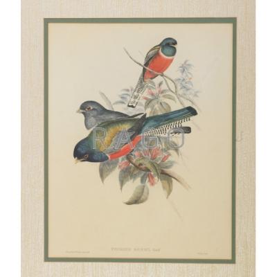 Appraisal: JOHN GOULD American - Three color lithographs from the Trogon