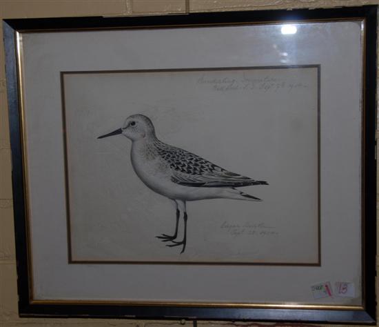 Appraisal: EDGAR BURKE Ink and watercolor on paper Sanderling Immature Bellport