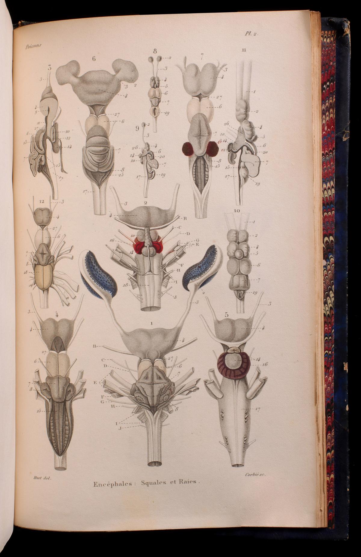 Appraisal: DUMERIL HISTOIRE NATURELLE DES POISSONS Auguste Henri Andr Dum ril