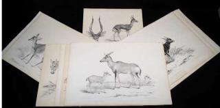 Appraisal: Pcs Oryx Anoa ANTIQUE WATERHOUSE HAWKINS ZOOLOGICAL LITHOGRAPHS Gray Derby