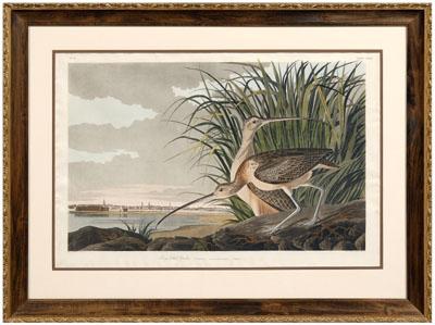 Appraisal: Havell edition Audubon print John James Audubon American - Long