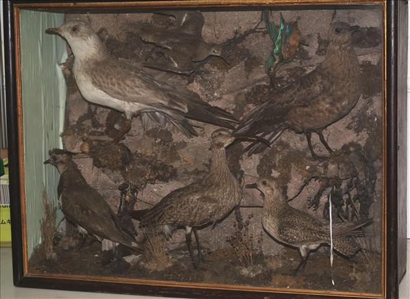 Appraisal: Taxidermy - A British bird group circa including a Kingfisher