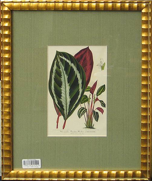 Appraisal: Six Belgian framed prints of plants and leaves franed dimensions