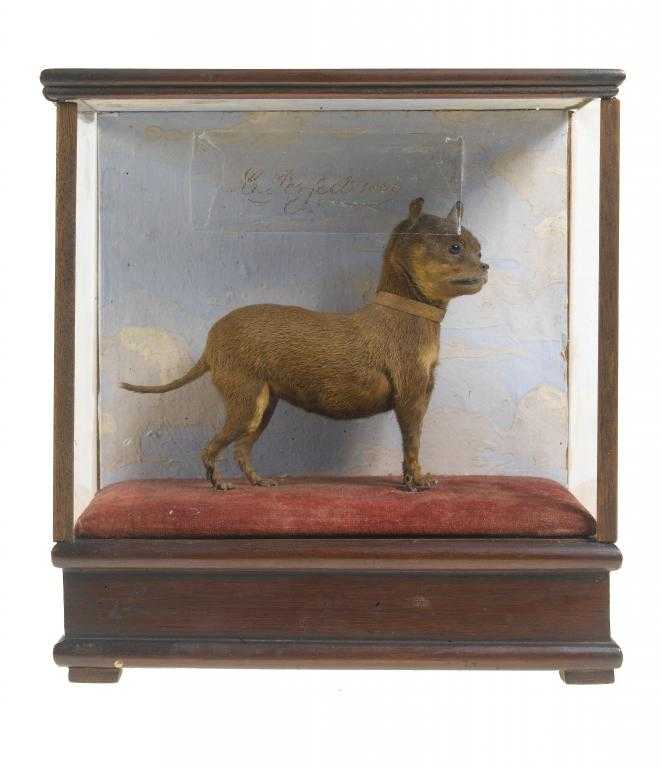 Appraisal: TAXIDERMY A DATED VICTORIAN WHIMSICAL MINIATURE BLACK AND TAN TERRIER