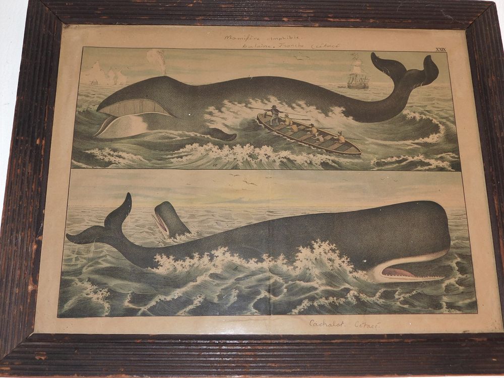 Appraisal: ANTIQUE FRENCH WHALING PRINT th century colored French lithograph of