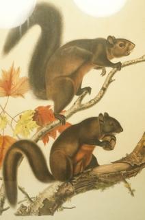 Appraisal: Longhaired Squirrel Print by JJ AUDUBON Litho pr Longhaired Squirrel