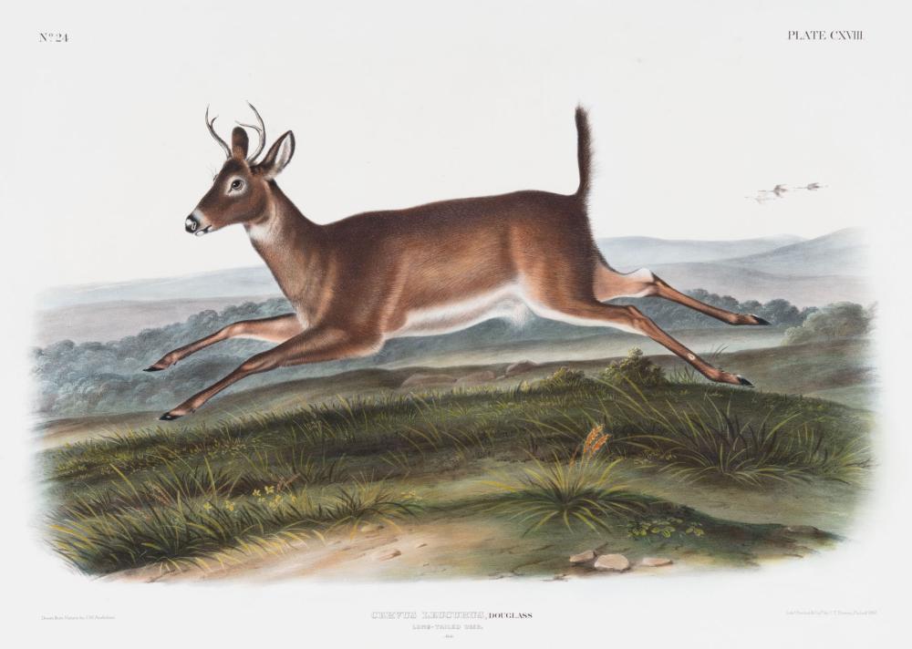 Appraisal: John James Audubon American - Long Tailed Deer Plate hand-colored