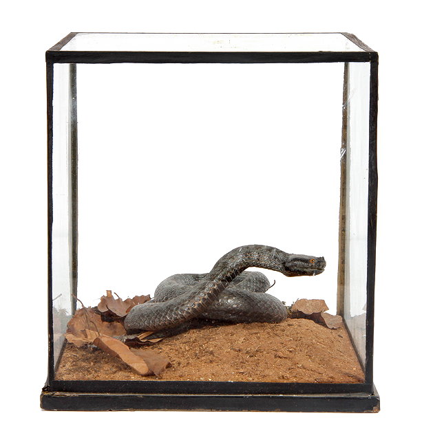 Appraisal: A PRESERVED SNAKE mounted in a cubic five glass case