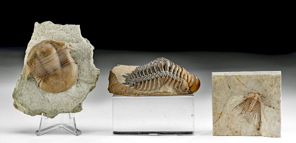 Appraisal: Fossilized Trilobites w Stone Matrices Ancient Seas North America United