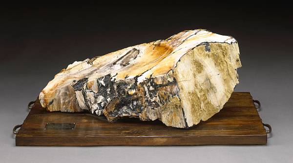 Appraisal: Opalized Conifer Section on Wooden Base Meta-Sequoia Miocene Broken Hills