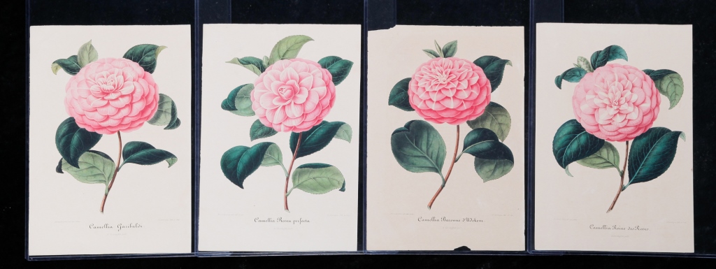 Appraisal: FOUR AMBROISE VERSHAFFELT LITHOGRAPHS Mid th century Varieties of camellias