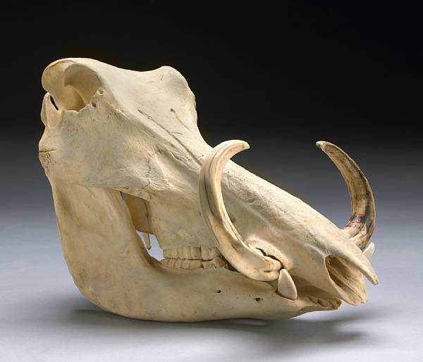 Appraisal: Warthog Skull Phacochoerus africanus South Africa This strange-looking skull is