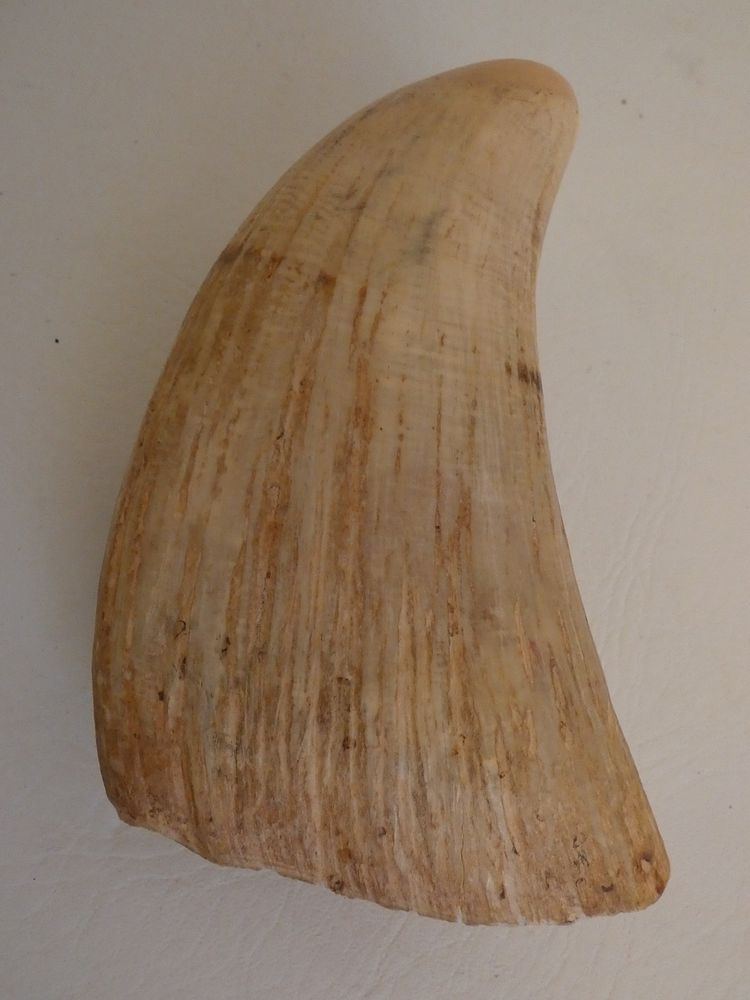 Appraisal: LARGE RAW WHALE TOOTH Large raw whale tooth by in