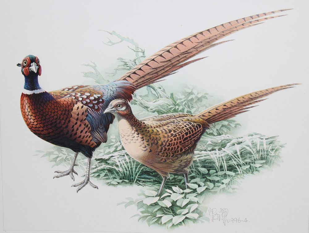 Appraisal: Zeng Xiaolian B Common Pheasant Pair Zeng Xiaolian Chinese B