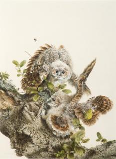 Appraisal: RAYMOND HARRIS CHING b Tawny Owlets RAYMOND HARRIS CHING b