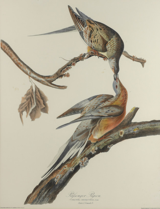 Appraisal: PASSENGER PIGEON CHROMOLITHOGRAPH AFTER AUDUBON '' x '' with margins