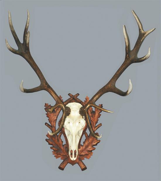 Appraisal: English red-tail stag skull and rack specimen European mount skull