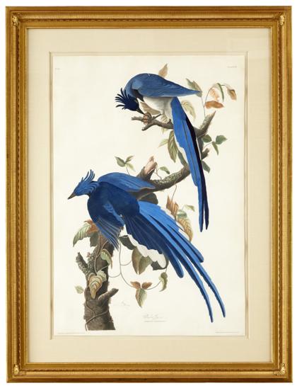 Appraisal: piece Hand-Colored Engraving with Aquatint and Etching Audubon John James