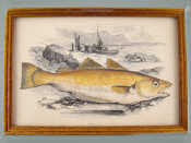 Appraisal: A group of six hand coloured prints of fish each