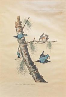 Appraisal: after John James Audubon White-Breasted Black-Capped Nuthatchhand-colored engraving sheet size