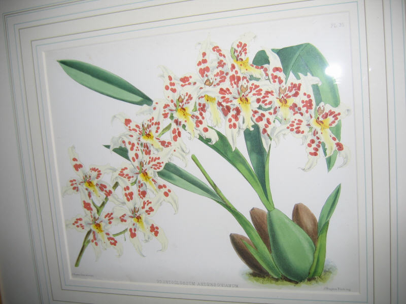 Appraisal: THREE COLOR LITHOGRAPHS OF ORCHIDS By Fitch London framed similarly