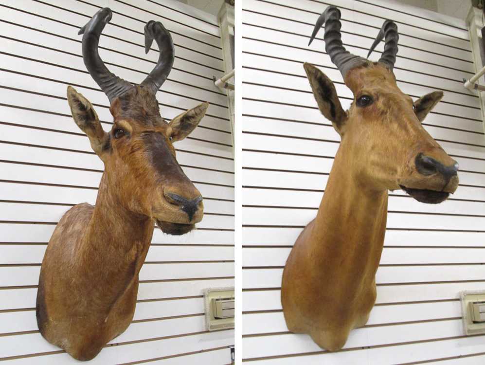 Appraisal: TWO AFRICAN ANTELOPE TAXIDERMY MOUNTS Cape Hartebeest and Lichtensten's Hartebeest