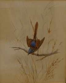 Appraisal: Neville William Cayley - Red-Winged Fairy Wren gouache signed and