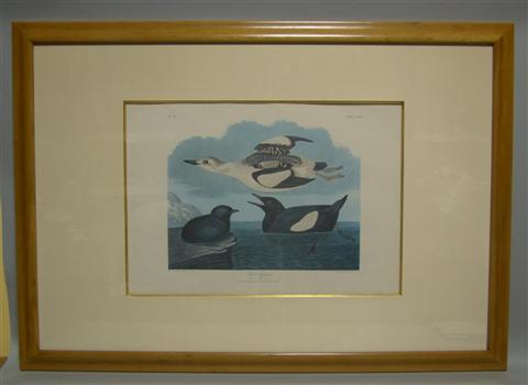 Appraisal: JAMES AUDUBON BLACK GUILLEMOT Colored print x in sight Framed