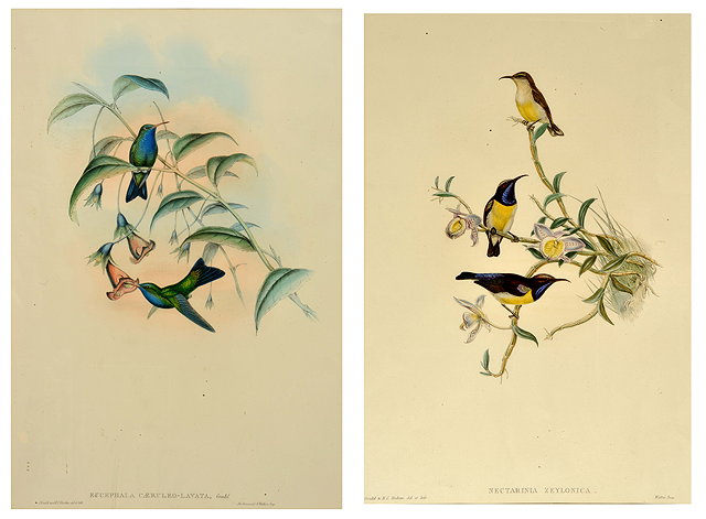 Appraisal: H C RICTER AFTER JOHN GOULD 'Nectarinia Zelonica' and 'Eucephala