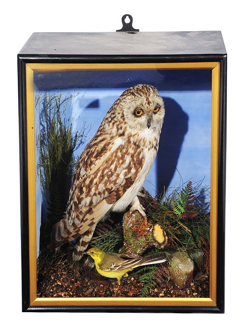 Appraisal: Taxidermy -Short-eared owl perched on a stump with ferns and