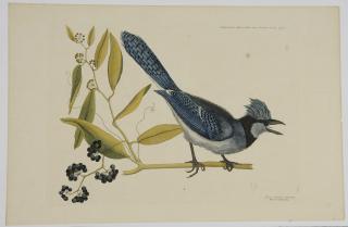 Appraisal: Mark Catesby British - Crested Jay Blue Jay T from