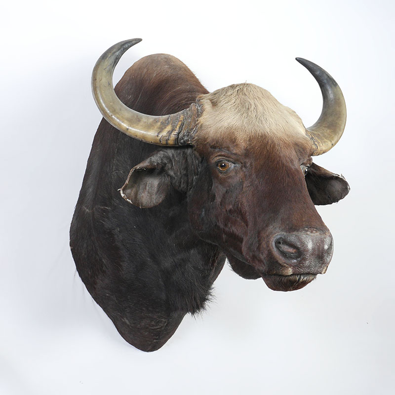 Appraisal: LARGE WATER BUFFALO TAXIDERMY MOUNT Shoulder mount of a large