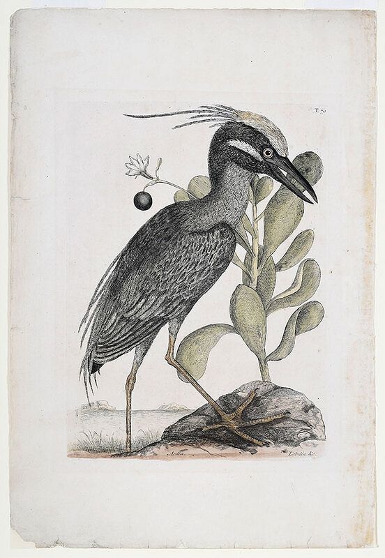 Appraisal: Mark Catesby British - The Crested Bittern T from The