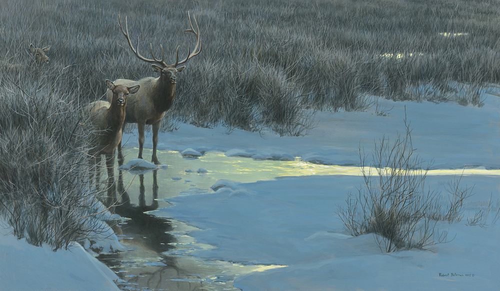 Appraisal: Robert Bateman b Evening Light - American Elk Robert Bateman