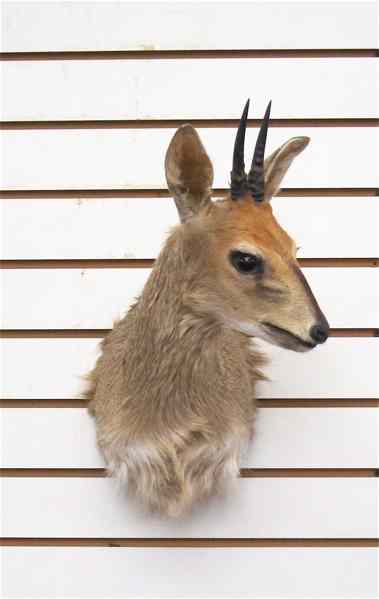 Appraisal: AFRICAN GAME TROPHY HEAD SHOULDER MOUNT a small Duiker antelope