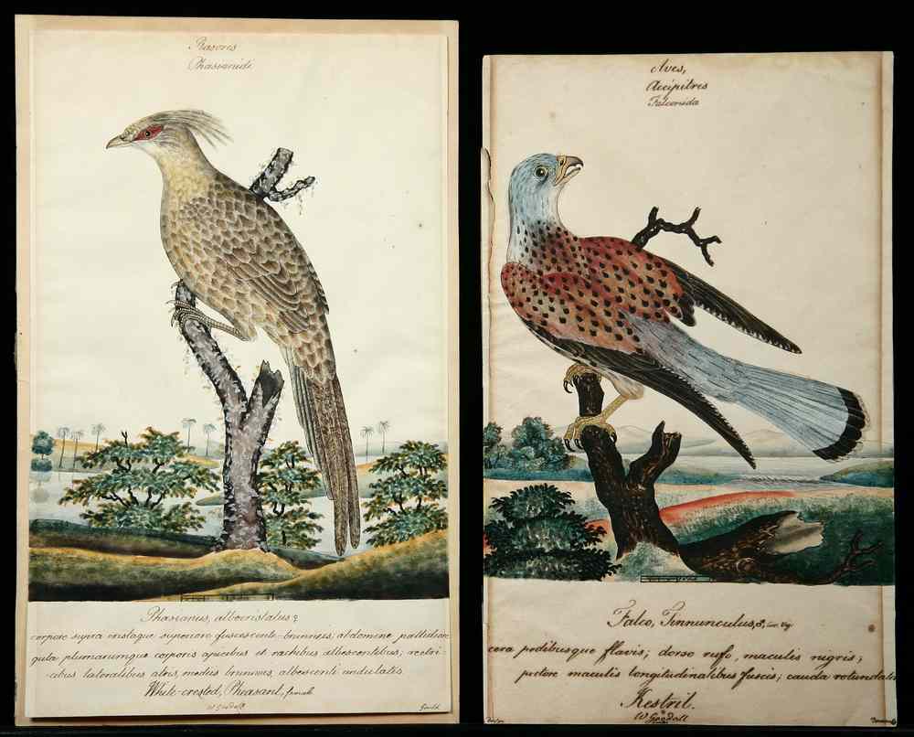 Appraisal: ORNITHOLOGICAL WATERCOLORS - Two Ornithological Watercolors by William Gould British